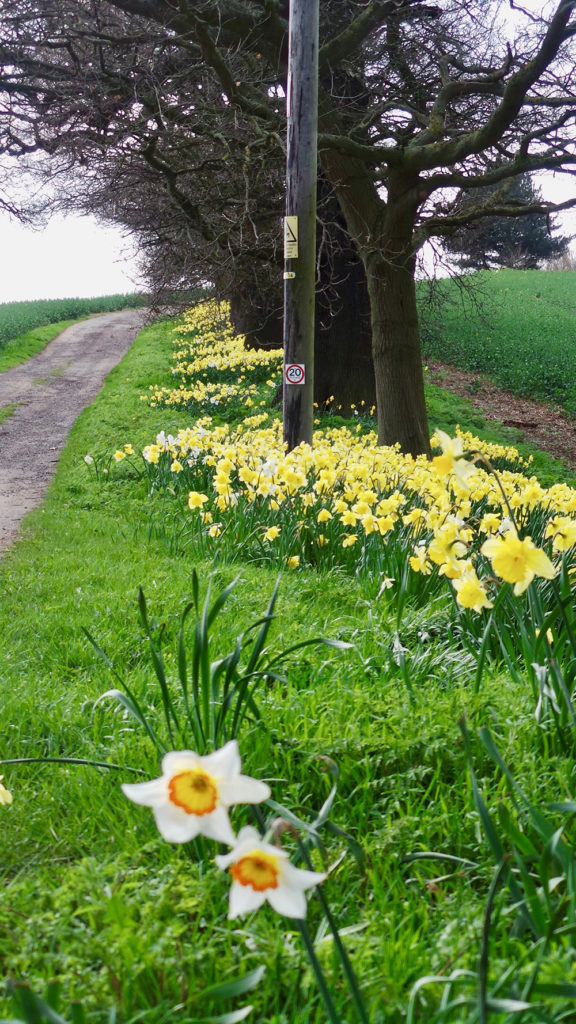 Daffodils in England