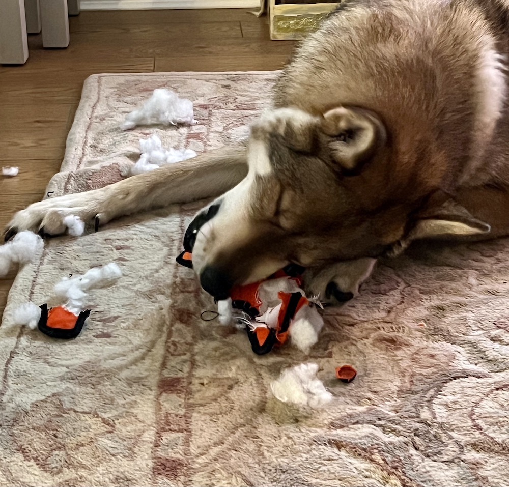 Big dog destroying a pet toy