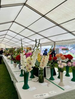 horticultural show at an English summer fair