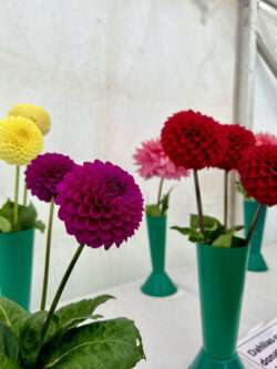 Prize Dahlias