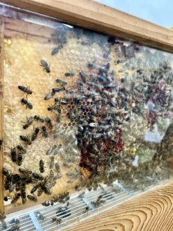 honey bees in a hive