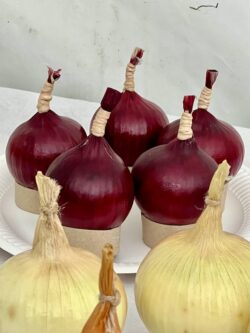 Prize onions with neatly folded tops