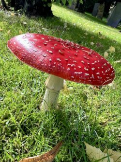 Close up of a red capped Fly Agara mushroom