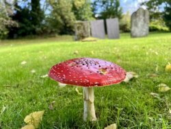 photo of a red capped spotted mushroom in a churchyard