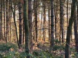 a beautiful wood with sunlight filtering through the trees