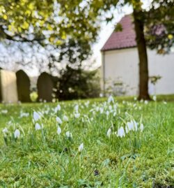 a bunch of snowdrops in the grass of a churchyard in England