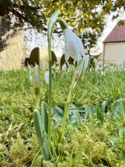 A single snowdrop in a grassy field