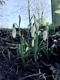 White snowdrops in a dark and dank area