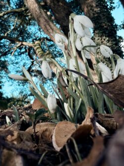 close up snowdrops in a muddy, bracken area