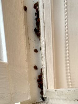 a whole load of ladybirds (ladybugs) nestled in the window stile